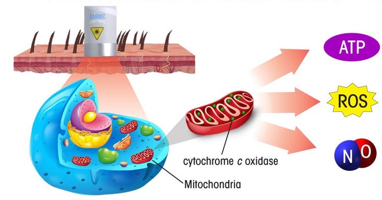 紅光可幫助ATP能量、ROS活性氧、NO一氧化氮